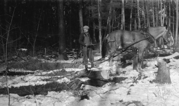 A man drives a horse which is harnessed with a chain to a hemlock log.