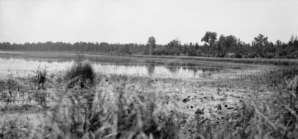 View of a marshy shoreline with grasses in the foreground. The far shoreline is lined with trees.