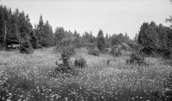 A car, left, is parked beside a field of blooming daisies. There is an old log cabin in the background.