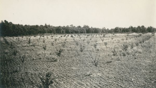 Young trees in a cultivated orchard.