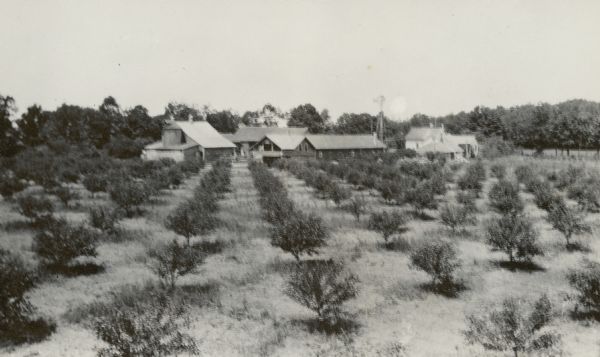 A house and barns stand in the background beyond rows of trees in an orchard on Cottage Row Road.