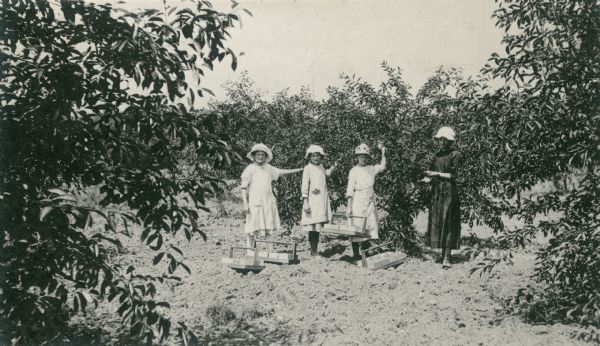 Four girls with sun bonnets pose in a cherry orchard with empty trugs.
