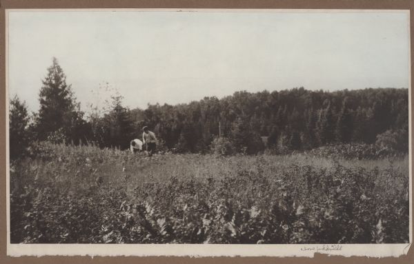 Two young men pick berries in a field on a hill near Juddville. Chambers Island is seen on the horizon of the Green Bay.