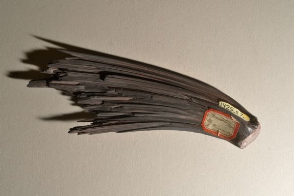 A hematite fan, approximately six inches in length, from the mineral collection of Ferdinand Hotz at the University of Wisconsin Geology Museum. This specimen was collected either in Ely, Minnesota or Superior, Wisconsin. Label reads: 1425.27.