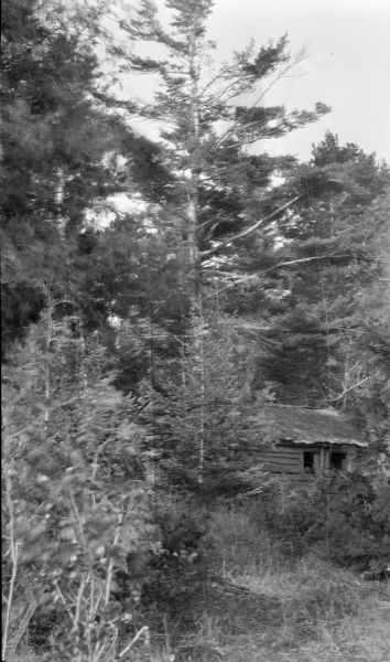 A small abandoned log cabin stands among tall conifers and overgrown brush. There is very little chinking remaining and no glass in the window. The cabin has a slab wood roof with moss or sod on it.
