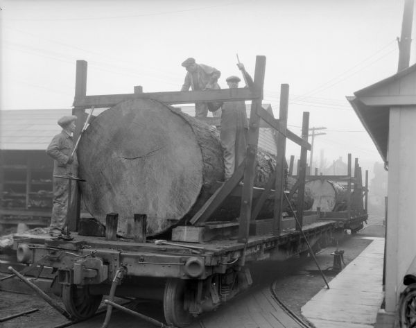 An enormous log is secured on a flat rail car parked in a rail yard. Three men are making sure it is fastened properly. More logs are visible on rail cars in the background. The men are wearing work clothes and hats.