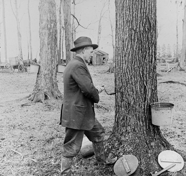 A man drilling a hole in a sugar maple tree, for extracting the sap, using a hand drill. A bucket is hanging on the opposite side of the tree under a tap. The sap will eventually be made into maple syrup. More trees with buckets, low wood buildings and a horse-drawn wagon are in the background.