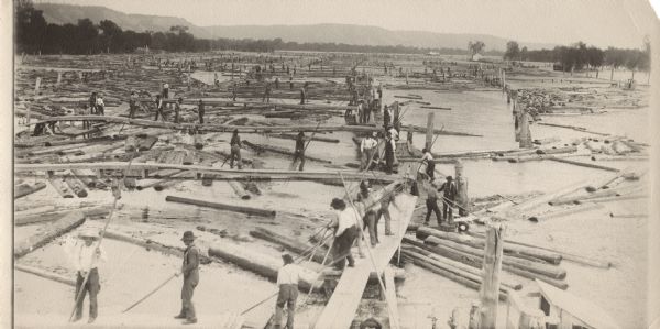 Elevated view of dozens of workers standing on planks and using poles to maneuver logs in Beef Slough, near Alma.