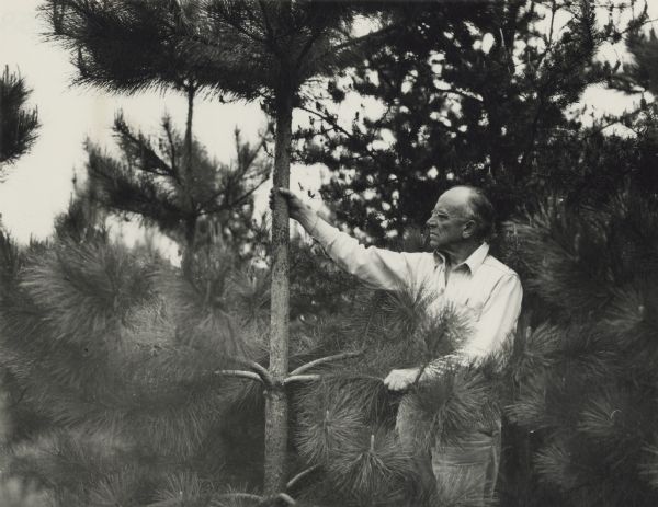 Aldo Leopold inspecting white pine, on Wisconsin River farm, a weekend retreat for the Professor of Wildlife Management at UW-Madison.