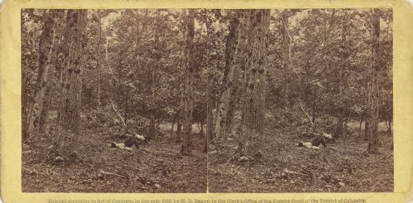 Gettysburg stereograph that Lucius Fairchild of the 2nd Wisconsin identified as "the right of the Union line."  It shows the wooded terrain of Culp's Hill where the 2nd, 6th, and 7th Wisconsin regiments were positioned after experiencing fierce combat and severe losses on the first day of the battle. The individual in the picture is not a dead soldier, all of whom were buried, albeit hastily, by the time photographer Mathew Brady arrived in Gettysburg a few days after the battle.  The man in the picture is Brady's assistant.