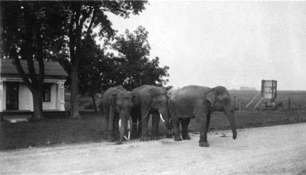 Three elephants on the side of the road near Holloway Farm. Two of the elephants are chained together. They may have been circus animals going from one town to another. Trees and a house are in the background. A sign appears on the right, but only the back can be seen.