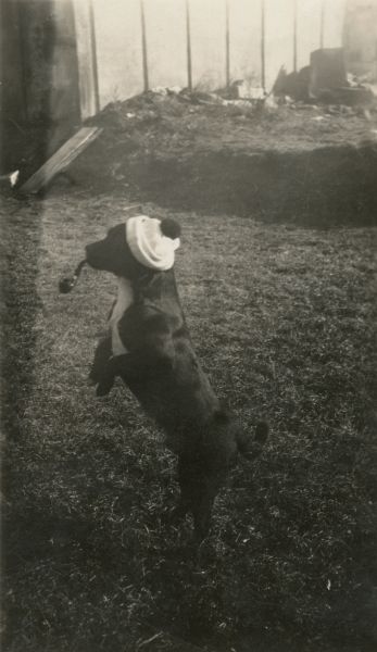 Side view of a dog standing on his hind legs, with a pipe in his mouth and a stocking cap on his head.