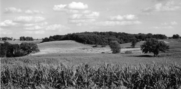 The location of the former Dunham school as seen from the Quinney farm. In the foreground is a field of corn, with rolling hills and trees in the background. There are buildings among trees in the far distance on the left.