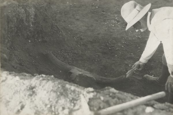 A man is holding the broken end of a giant prehistoric ox horn next to the rest of the horns and partial skull to show the size. It is noted that they measured a yard and a half. The man is wearing a light-colored shirt and hat. There is a pickaxe in the foreground.