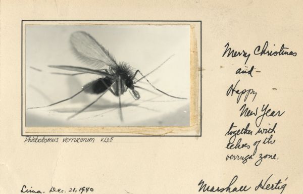 A hand-made Christmas card created by Marshall Hertig, an entomologist. It features a photograph of Phlebotomus Verrucarum (at a magnification of 13.5), a sand fly that can transmit Verruga peruana, a disease. The photograph is glued to a card inside of a hand drawn border. Handwritten on the card is "Phlebotomus Verrucarum x13.5, Lima, Dec. 21, 1940. Merry Christmas and Happy New Year, together with echoes of the verruga zone. Marshall Hertig." The card was probably sent to Arthur Joseph Altmeyer.