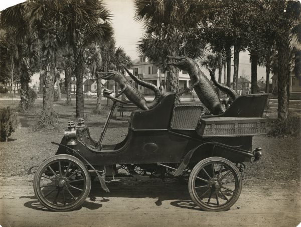 Two stuffed alligators appear in a 1903 Model A Cadillac automobile. One is driving, the other riding in the back seat. Palm trees and dwellings are in the background.