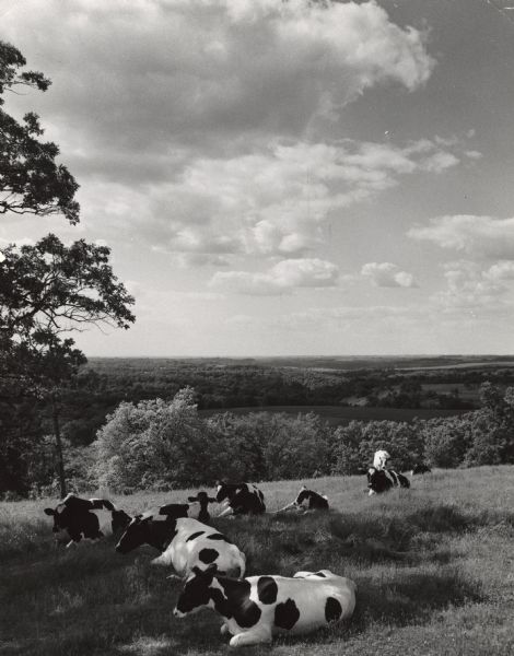 Holstein cows resting on a sunny day in a hilltop pasture. View to horizon towards wooded hills with clouds in the sky.
