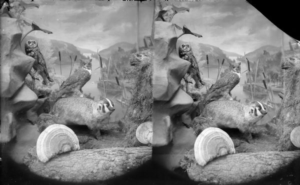 Stereograph, of what is possibly a diorama, that contains a badger, two owls, a chipmunk, plants, cattails, dried grass, logs, simulated rocks and two shelf fungi. In the background is a painting of a river flowing between high banks with trees, buildings and two sailboats.