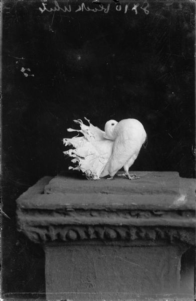 A fancy pigeon poses on a plinth with its breast high and tail fanned. It is unclear if it is living or taxidermy.