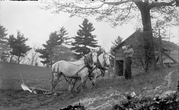 View across field towards a man standing and taking a drink from a stoneware jug. Beside him on the left is a team of two horses attached to a plow. Both horses are wearing blinkers. Behind the man is a fence and a log farm building. Caption from <i>A Life in Photographs and Letters, Carl & Christine Peterson, My Grandparents</i>, "A pause for refreshment."