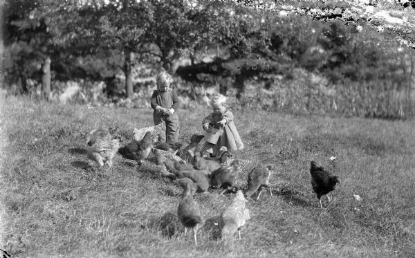 Laurie and Muriel Peterson are feeding a flock of chickens in an open field. Trees are in the background.