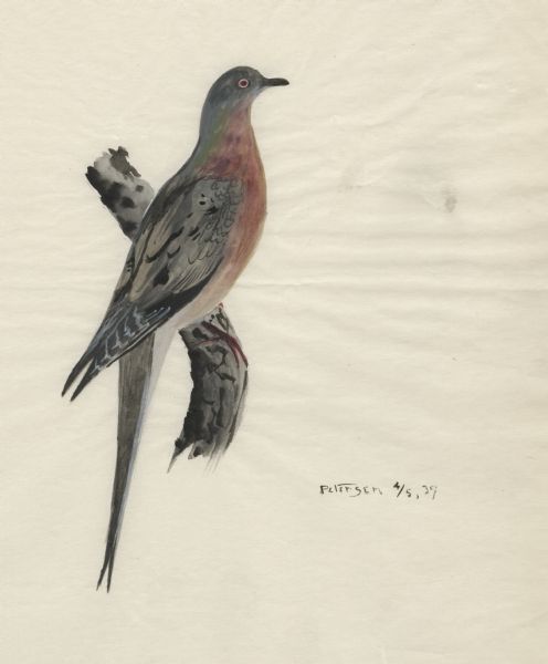 Watercolor painting of a Passenger Pigeon.