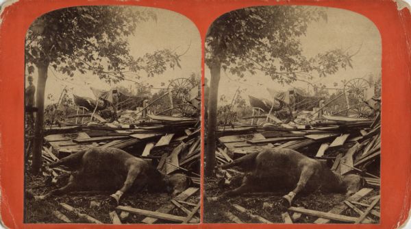 Stereograph of the aftermath of a cyclone. The debris may be the remains of a stable. In the foreground is a dead horse, with the remains of a buggy and a cutter on top of the wreckage. A man next to a tree on the left is gazing towards the camera. Written on the reverse: "Views of the Cyclone at Oshkosh, Wisconsin, July 8th, 1885. Photographed by T. Luck. Where Coco Cola Bldg is now, that was all marsh for a block at that point."