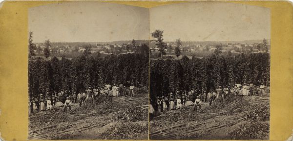 Stereograph of an elevated view of hop harvesters, men, women and children, posing in a field at H.H. Potter's Hop Yard. Trellises of mature hops plants are standing in the mid-ground. In the background is a town, possibly Baraboo.<p>Hand-written on reverse: "Wisconsin Hop Yard in Sauk County. In period handwriting: 'Potter Hop Field near Baraboo Range' transcribed from another copy c. 1868 - in ????? ??? Hop Harvesting."</p>