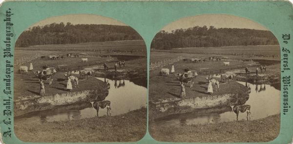 Stereograph of an elevated view of a group of people standing in a pasture near a stream. Roaming about are cows, horses and sheep. The cow in the foreground is standing in the stream. Fences, fields and tree fill the background.