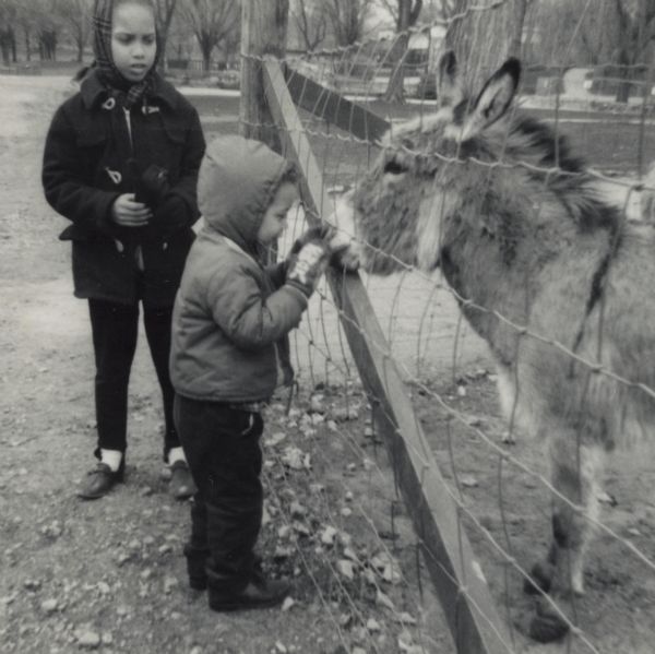 Paul Arms touching the nose of a donkey through a fence at the Vilas Park Zoo as his sister Rita looks on.