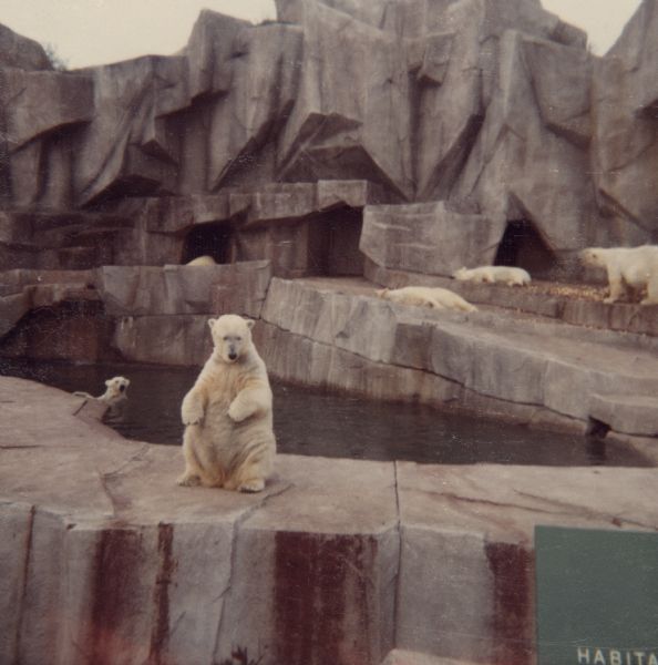 View of polar bears in their habitat at the Vilas Park (Henry Vilas) Zoo.