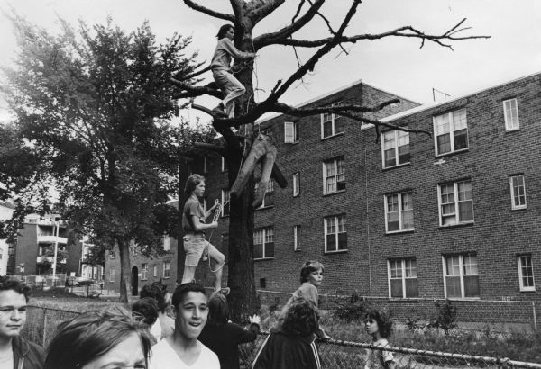 Caption on the reverse reads: "S. Boston kids preparing to hang an effigy." One of the boys is standing on the top of the chain-link fence helping the boy up in the tree. In the background are shrubs, trees and a housing project. This image was captured during the unrest following court-ordered school desegregation busing.