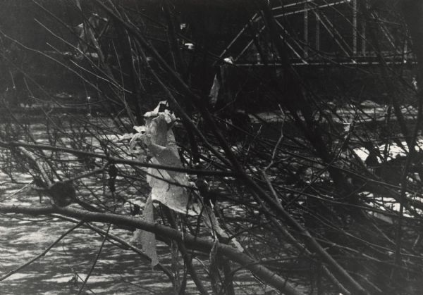 Debris caught in branches overhanging a river. In the background on the right is a trestle bridge.
