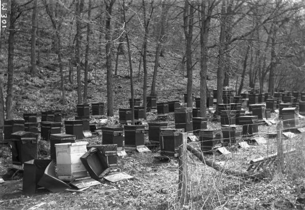 Beehives in the woods. They appear to be covered with wrapping for cold weather. There is a wire fence in the foreground.