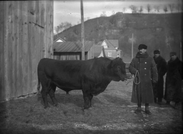 Three men stand outdoors near a barn, with one man holding a rope through a ring through the bull's nose. The men are wearing long coats and hats. In the background are houses at the foot of a steep bluff.
