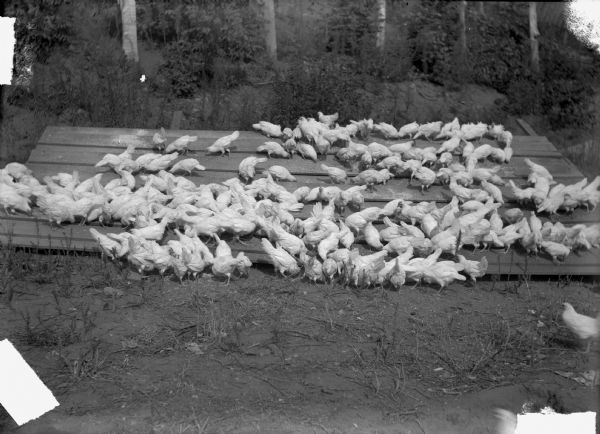 Large group of chickens eating on a low wooden platform set on the ground.