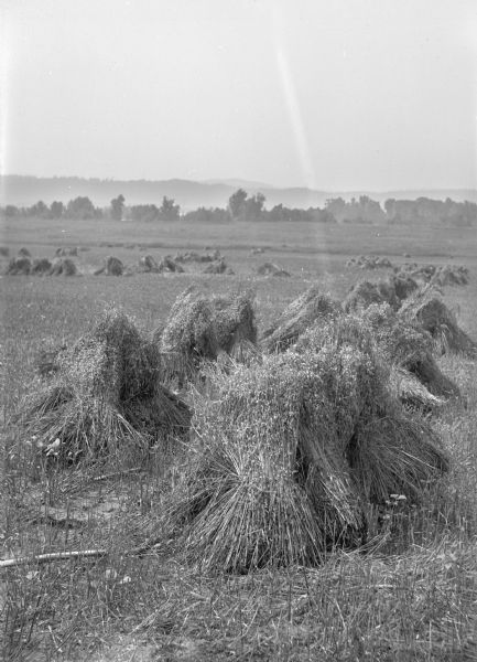 Shocks of grain in a field. Hills are in the distance.