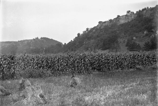 Field of corn with steep bluffs in the background.