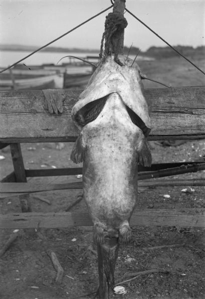 Large catfish hanging against a fence. The river, with rowboats lined up, is in the background.