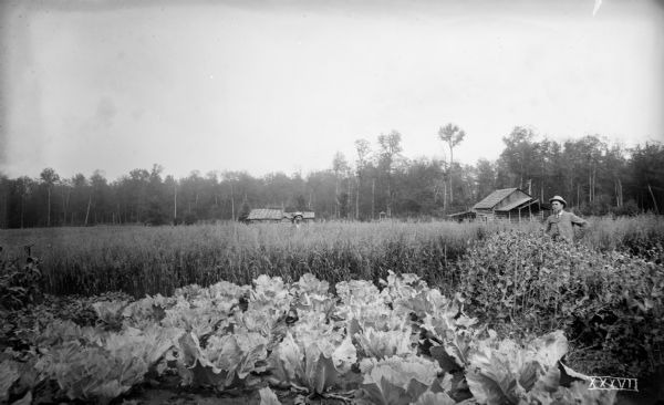 Two men stand waist-high in the cabbage, pea, and oat fields of the C.C. Washburn homestead, twelve miles southwest of Florence. Wooden houses or outbuildings are near the field, and a hardwood forest is in the background.