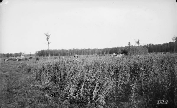 Two men stand in the five-foot tall pea field of Joseph Seipold three miles northeast of Antigo. Another man stands atop a horse-drawn wagon loaded with hay. In the background is a cutover field, and a forest.