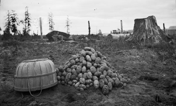 A pile of potatoes, weighing one hundred and seventy-four pounds, sits next to an overturned bushel basket on the potato field of Henry Kuepper. Stumps and logs surround the potatoes. In the far background are buildings.