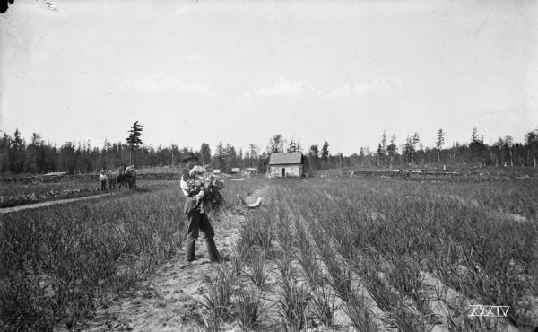 Chas B. Howe standing in his garden, holding cabbages, beets, onions, and turnips. The garden is located on the farm of John Hass, with 1.5 acres of onions in the foreground. In the background is a man standing with horses, and a pioneer home with land being cleared nearby.
