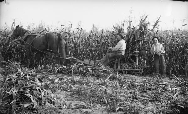 A man is driving a McCormick harvester with a team of horses, cutting and binding a crop of flint ("Indian") corn, on the farm of S.D.D. Newton, five miles northwest of Peshtigo. Another man stands directly behind the harvester holding an ear of corn. The flint corn was planted on June 8th.