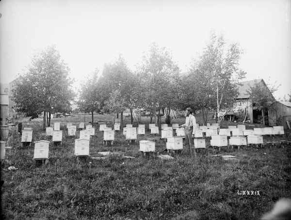 A man stands with fifty beehives on the farm of Bernhard Volkering in East Farmington. Trees and farm buildings surround the hives.