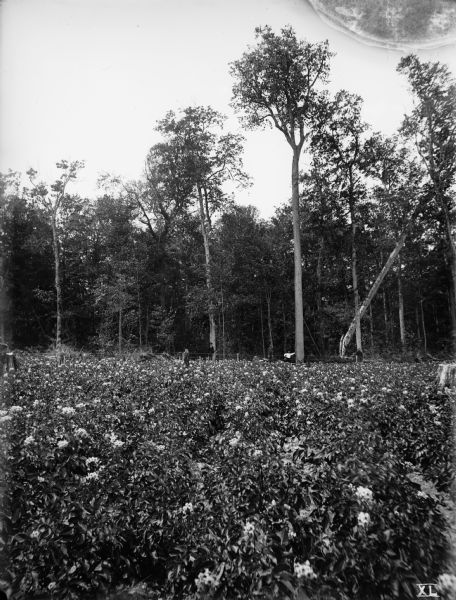 A field of potato plants, with a forest in the background. A man is leaning against a basswood or linden tree that stands approximately eighty-five feet tall. Two other men stand near him.

