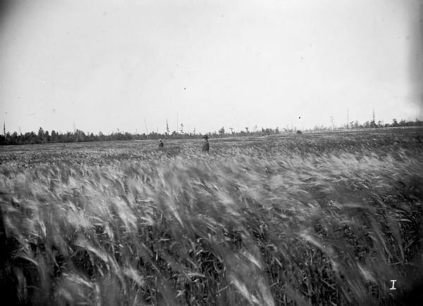 A twenty-acre field of barley on the farm of Chas Parey, with two men standing waist-high in the barley. A hardwood forest lines the edge of the field in the background.