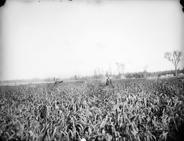 Two men stand in a field of millet owned by Henry Higgins.