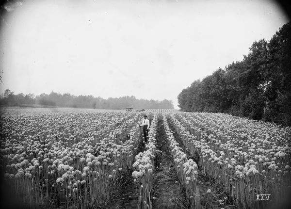 A man stands in ten acres of flowering onion plants, planted for seed, in the Grant Bros. gardens. A horse pulls a buggy in the field in the background. Woods surround the onion fields. The Grant Bros. owned 200 acres of land, not shown, that included musk melons, cabbages, tomatoes, and additional vegetables.