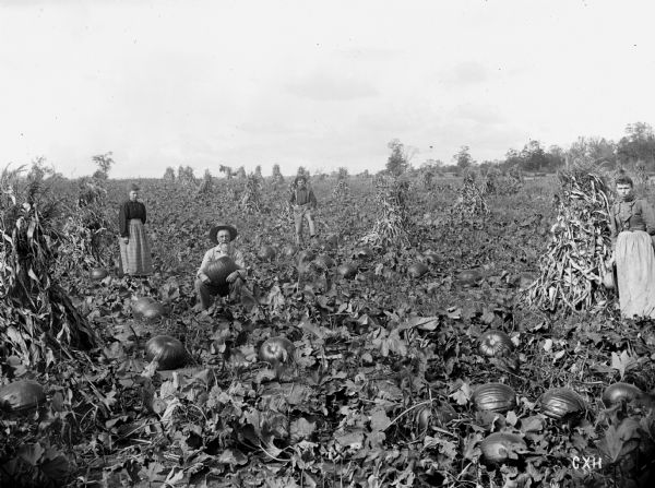 In the cornfield of Jas. E. Seed, a number of large, yellow "Yankee" pumpkins ripen on vines. A man is crouched in the field, holding a pumpkin in his arms, and two women and another man stand nearby among corn shocks.